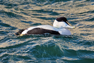 Eider Duck Swimming in Burghead Harbour