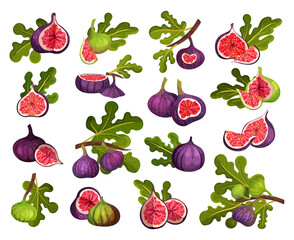 Mature Common Fig or Ficus Plant Syconium Fruit with Purple Skin Big Vector Set
