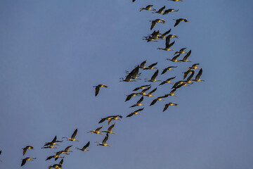 birds in flight