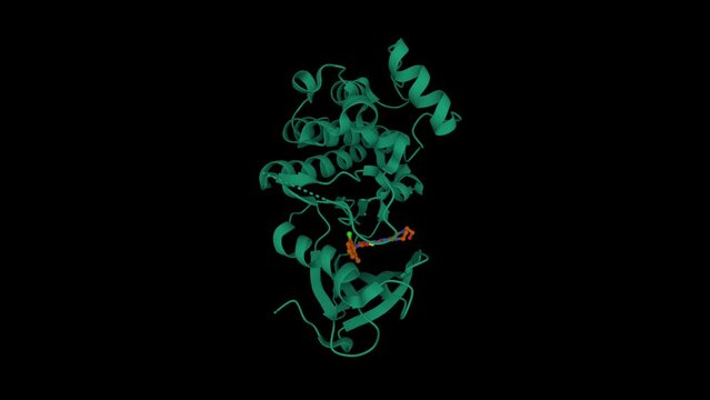 Lyn tyrosine kinase domain-dasatinib complex. Animated 3D cartoon and Gaussian surface models, PDB 2zva, black background