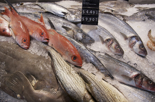 Variety of Fresh Fish on Ice, St Lawrence Market, Toronto, Ontario, Canada