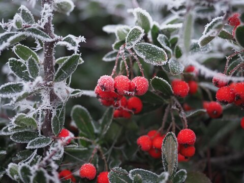 frost on red berries (Pyracantha koidzumii (Hayata) Rehder)