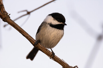 Black-capped chickadee perched on a tree branch