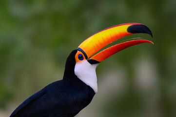 Toco Toucan with open beak closeup portrait on green background