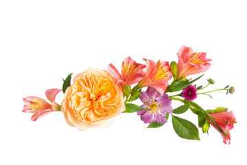  floral layout from peach and orange and purple flowers on a transparent background. Top view, flat lay. 