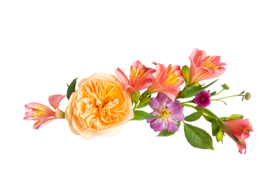  floral layout from peach and orange and purple flowers on a transparent background. Top view, flat lay. 