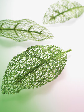 Green Ornamental Leaves