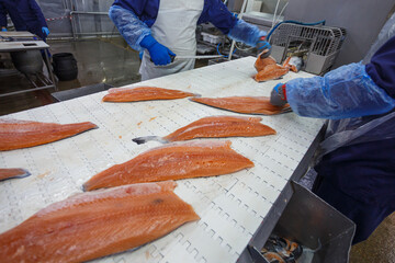 A fish factory worker processes a salmon fillet with a knife.