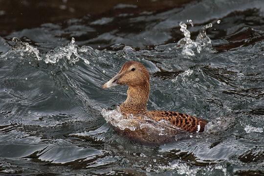 Eider Duck swimming in water