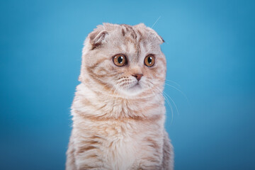british blue cat on blue background. cat portrait in photo studio