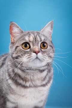 british blue cat on blue background. cat portrait in photo studio