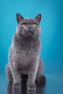 british blue cat on blue background. cat portrait in photo studio