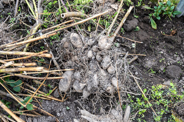 dahlia tubers just lifted for overwintering in garden