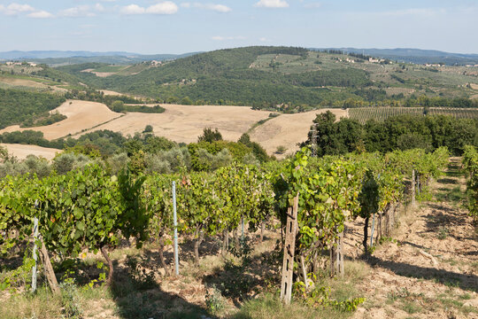 Vineyard, Tuscany, Italy