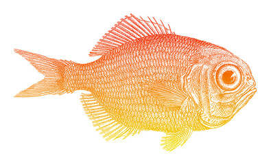 Short alfonsino centroberyx spinosus, South African marine fish in side view