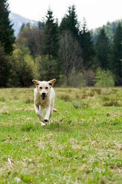 Golden Retriever Running in Field