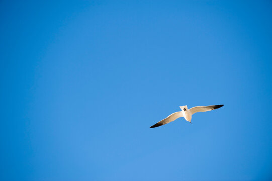 Seagull in Flight, Hernando Beach, Florida, USA
