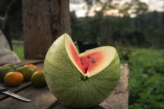 Cosecha de frutas en el campo 