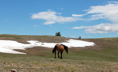 Light tan buckskin stallion wild horse walking by spring snow field on Pryor Mountain in the western United States