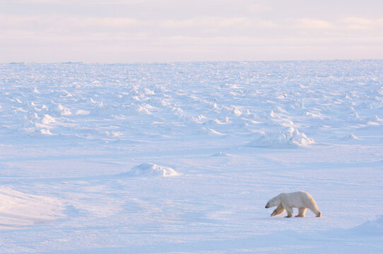 Polar Bear Walking on Ice, Churchill, Manitoba, Canada