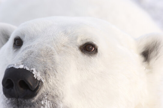 Close Up of Polar Bear