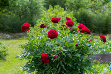 Red Peony officinalis Command Performance in the garden © Olga Seyfutdinova 
