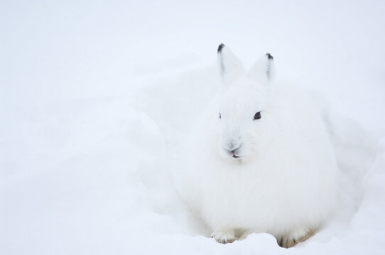Arctic Hare in Snow