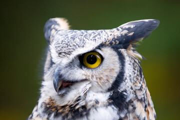 Portrait of Owl