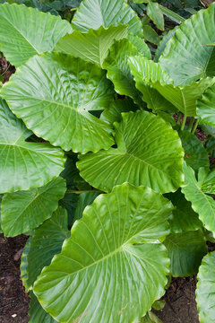 Tropical Plant, Kauai, Hawaii, USA