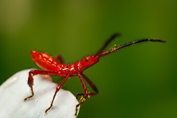 red insect on flower petal in nature
