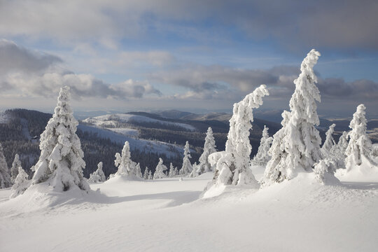 Snow-covered Spruce Trees in Winter, Grosser Arber Mountain, Bavarian Forest, Bavaria, Germany
