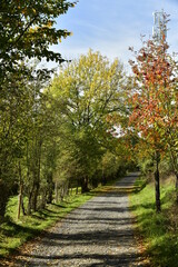 Fototapeta na wymiar Chemin rocailleux entre prairies et bois en automne sur les hauteurs dominant Aywaille au sud de Liège 