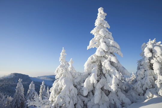 Snow Covered Spruces, Grosser Arber Mountain, Bohemian Forest, Bavaria, Germany