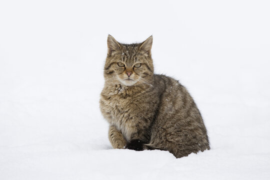 Portrait of Young European Wildcat