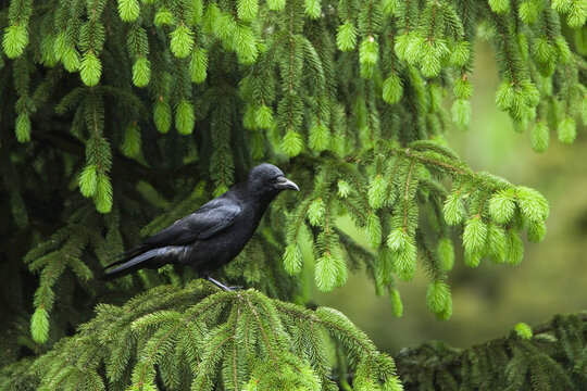Common Raven, Bavarian Forest National Park, Bavaria, Germany