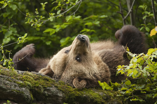Female Brown Bear Lying on Rock, Bavarian Forest National Park, Bavaria, Germany