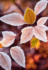 Morning photo of frozen leaves covered with frost, hoarfrost grass, bokeh, blurred, November, December