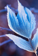 Morning photo of frozen leaves covered with frost, hoarfrost grass, bokeh, blurred, November, December