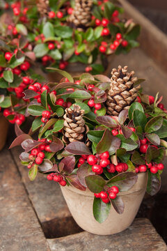 Decorative Pots with Fir Cones and Checkerberry