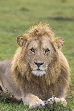 Portrait of Male Lion, Masai Mara National Reserve, Kenya