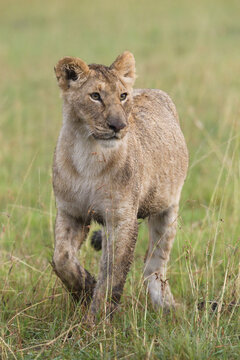 Female Lion, Masai Mara National Reserve, Kenya