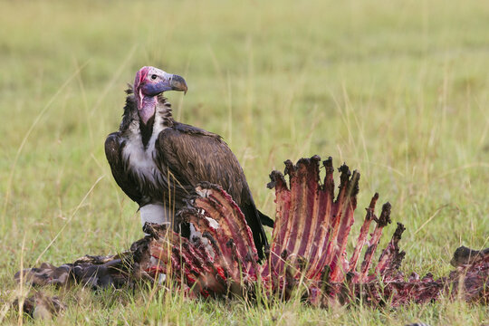 Lappet-faced Vulture at carcass of Zebra, Masai Mara National Reserve, Kenya