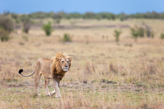 Male Lion, Masai Mara National Reserve, Kenya