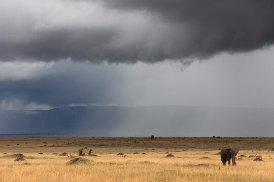 African Bush Elephant and Stormy Sky, Masai Mara National Reserve, Kenya