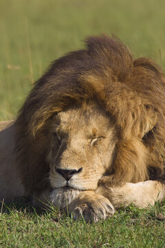 Male Lion Resting, Masai Mara National Reserve, Kenya