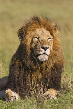 Portrait of Male Lion, Masai Mara National Reserve, Kenya