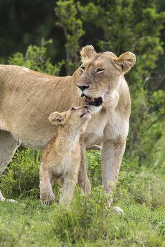 Lion with Cub, Masai Mara National Reserve, Kenya