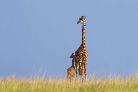 Masai Giraffe with Calf, Masai Mara National Reserve, Kenya