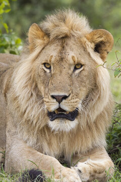 Young Male Lion, Masai Mara National Reserve, Kenya