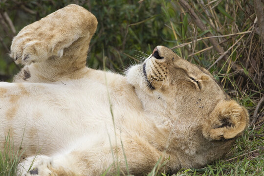 Female Lion Resting, Masai Mara National Reserve, Kenya
